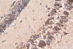 Sortilin Antibody in Immunohistochemistry (Paraffin) (IHC (P))