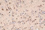 Sortilin Antibody in Immunohistochemistry (Paraffin) (IHC (P))