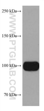 Sortilin Antibody in Western Blot (WB)