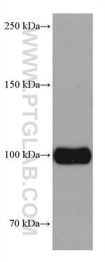 Sortilin Antibody in Western Blot (WB)