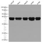 RALY Antibody in Western Blot (WB)