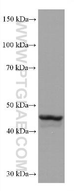 GATA4 Antibody in Western Blot (WB)