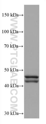 GATA4 Antibody in Western Blot (WB)