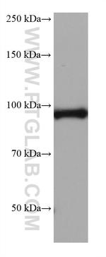 ALDH1L1 Antibody in Western Blot (WB)