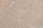 AGT Antibody in Immunohistochemistry (Paraffin) (IHC (P))