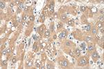 AGT Antibody in Immunohistochemistry (Paraffin) (IHC (P))