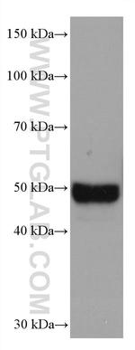 AGT Antibody in Western Blot (WB)