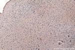 CRMP1 Antibody in Immunohistochemistry (Paraffin) (IHC (P))