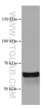 CRMP1 Antibody in Western Blot (WB)