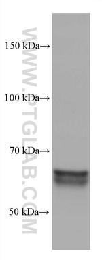 CRMP1 Antibody in Western Blot (WB)