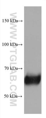 CRMP1 Antibody in Western Blot (WB)