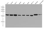 SFXN1 Antibody in Western Blot (WB)