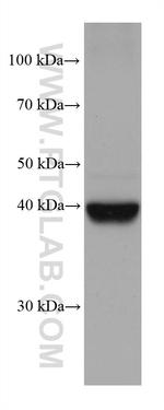 FADS2 Antibody in Western Blot (WB)