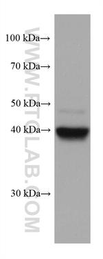 FADS2 Antibody in Western Blot (WB)