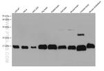 CISD1 Antibody in Western Blot (WB)