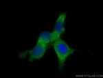 DUSP22 Antibody in Immunocytochemistry (ICC/IF)