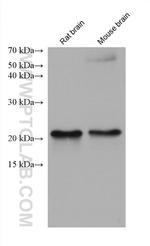 DUSP22 Antibody in Western Blot (WB)
