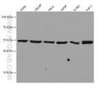 ADPGK Antibody in Western Blot (WB)