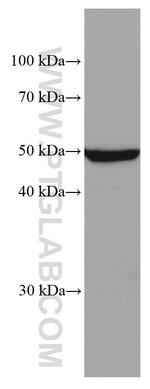 ADPGK Antibody in Western Blot (WB)