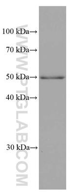 ADPGK Antibody in Western Blot (WB)