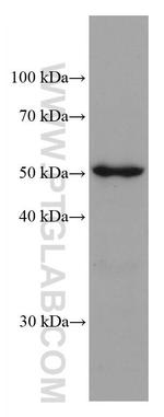 ADPGK Antibody in Western Blot (WB)