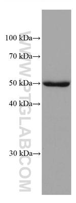 ADPGK Antibody in Western Blot (WB)