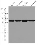 ACTR3B Antibody in Western Blot (WB)