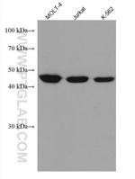 ACTR3B Antibody in Western Blot (WB)