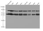 PAIP1 Antibody in Western Blot (WB)