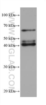 PAIP1 Antibody in Western Blot (WB)