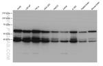 PAIP1 Antibody in Western Blot (WB)