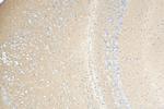 Synaptotagmin-1 Antibody in Immunohistochemistry (Paraffin) (IHC (P))