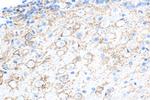 Synaptotagmin-1 Antibody in Immunohistochemistry (Paraffin) (IHC (P))