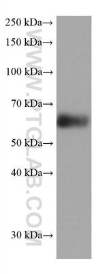 Synaptotagmin-1 Antibody in Western Blot (WB)