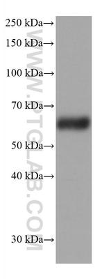 Synaptotagmin-1 Antibody in Western Blot (WB)