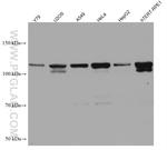 SH3BP4 Antibody in Western Blot (WB)