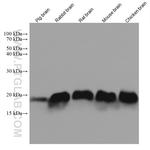 SNCB Antibody in Western Blot (WB)