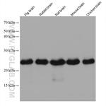 TPPP Antibody in Western Blot (WB)