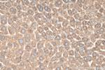 AIFM2 Antibody in Immunohistochemistry (Paraffin) (IHC (P))