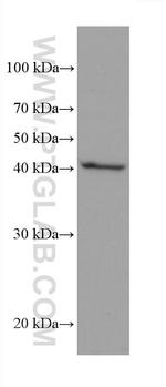 AIFM2 Antibody in Western Blot (WB)