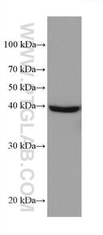 AIFM2 Antibody in Western Blot (WB)