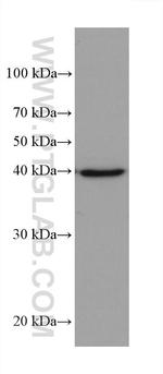 AIFM2 Antibody in Western Blot (WB)