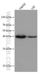 AIFM2 Antibody in Western Blot (WB)