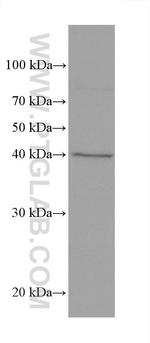 AIFM2 Antibody in Western Blot (WB)