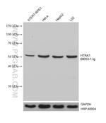 HTRA1 Antibody in Western Blot (WB)