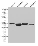 HTRA1 Antibody in Western Blot (WB)