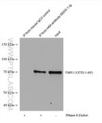 m6A Antibody in Immunoprecipitation (IP)