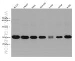 HSPB11 Antibody in Western Blot (WB)