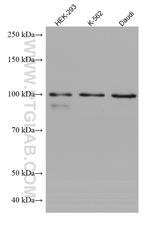 GEN1 Antibody in Western Blot (WB)