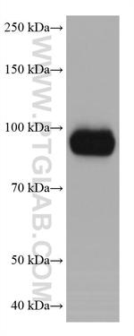 GEN1 Antibody in Western Blot (WB)